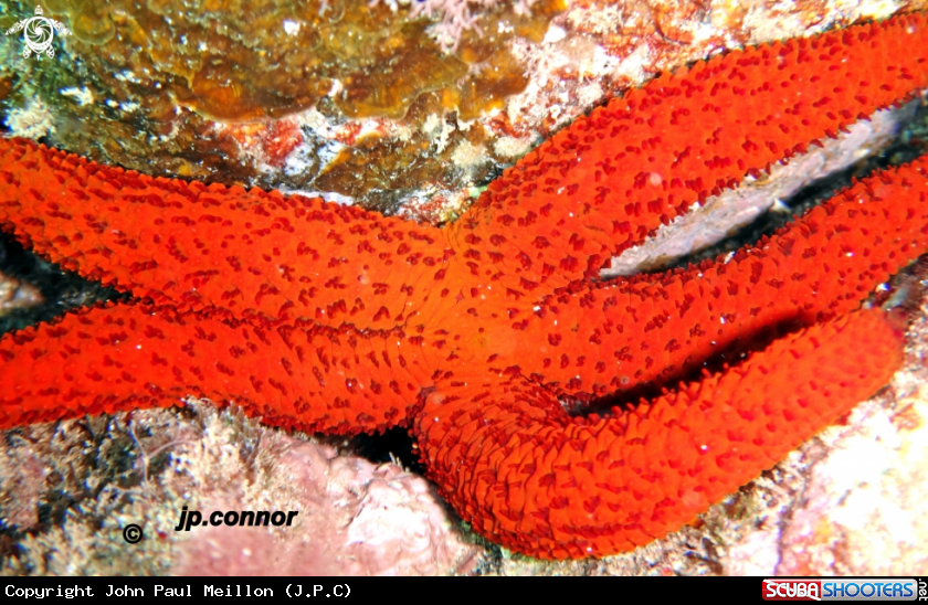 A Etoile de Mer Rouge