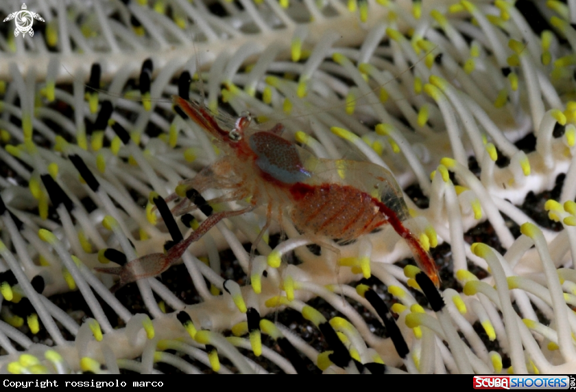 A Shrimp