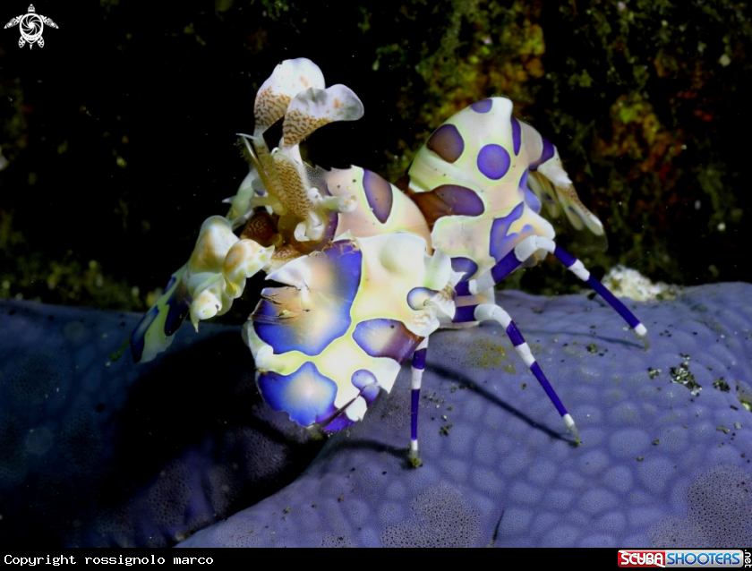 A Herlequin Shrimp