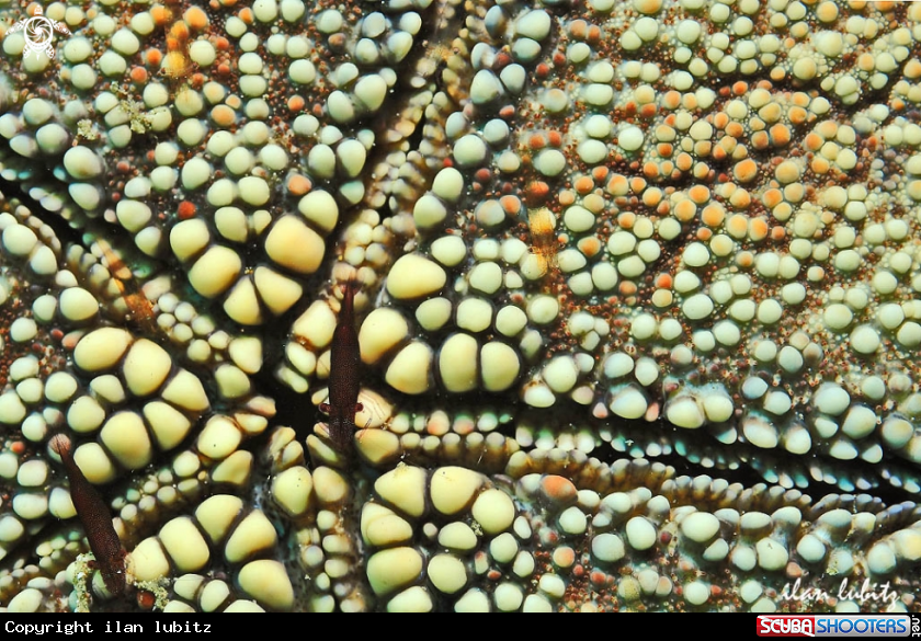 A sea star