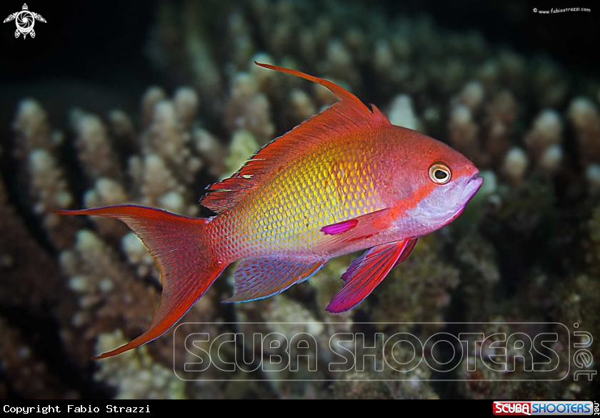 A underwater creature