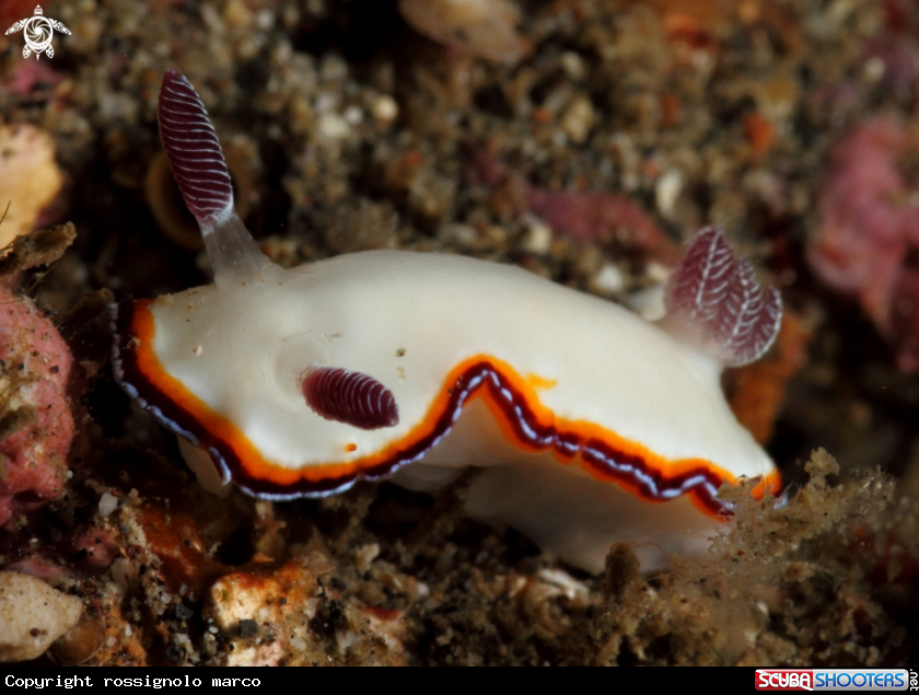 A Nudibranch