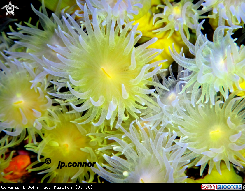 A Corail jaune