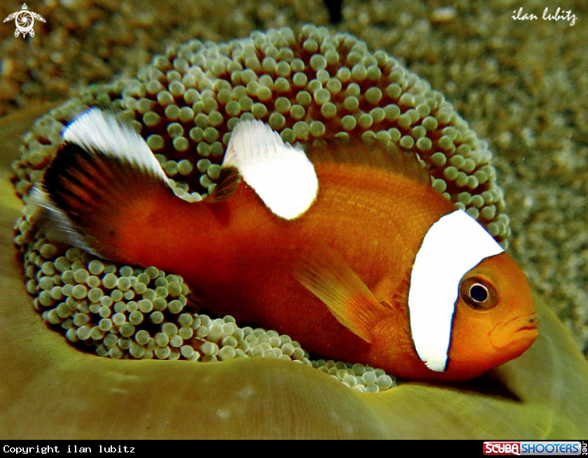 A Reef fish