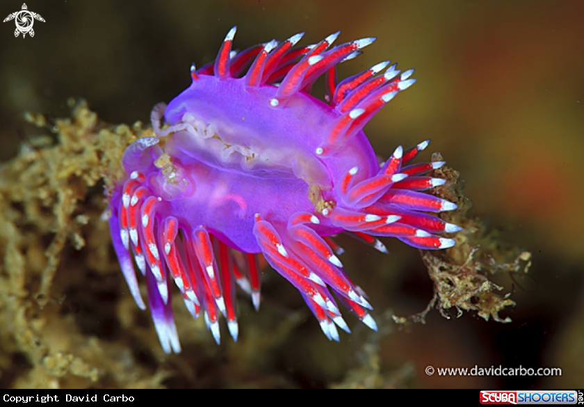 A Flabelina affinis