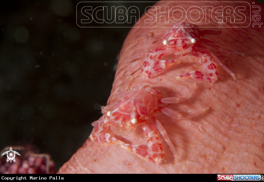 A Crab