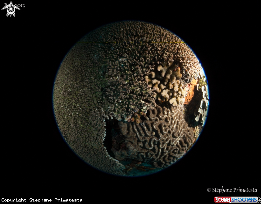 A Planet coral II