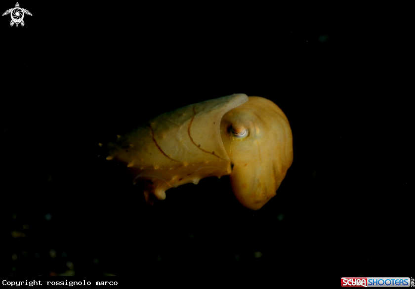 A Cuttlefish