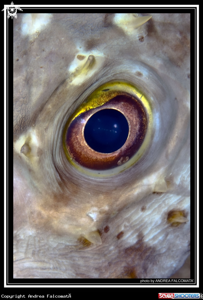 A Occhio Pesce Istrice