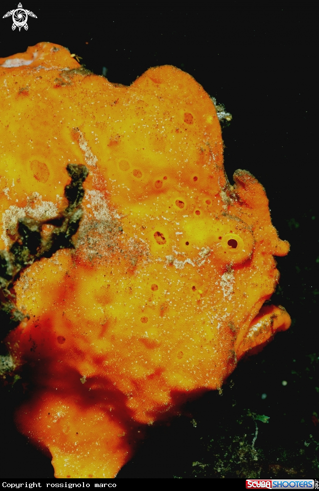A Frogfish