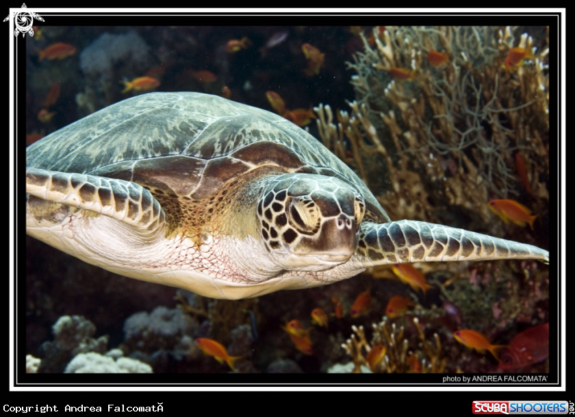 A Turtle