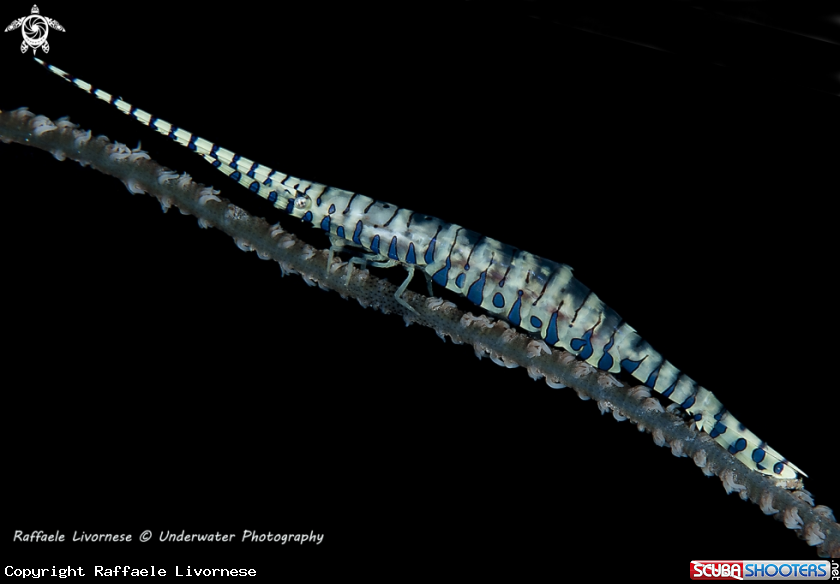 A Saw blade shrimp