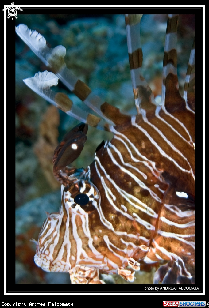A Pesce scorpione