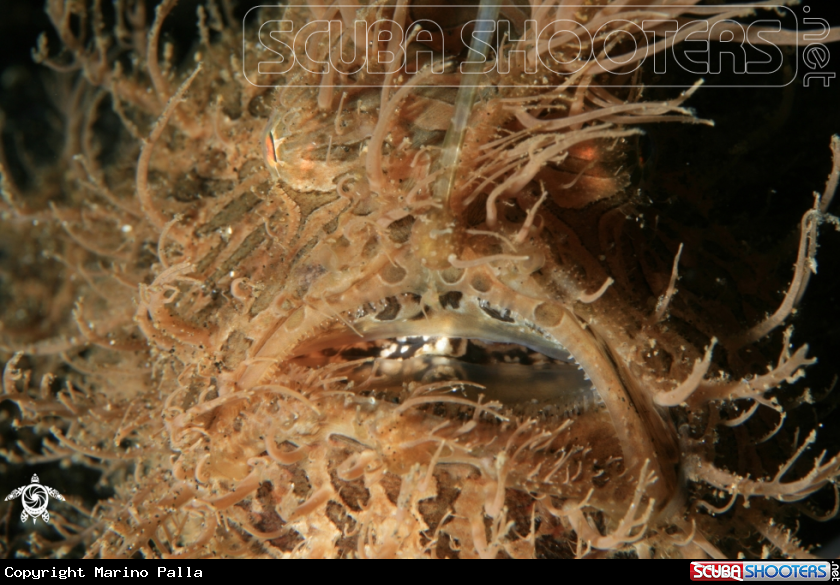A Hairy Frog Fish