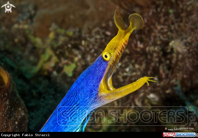 A underwater creature