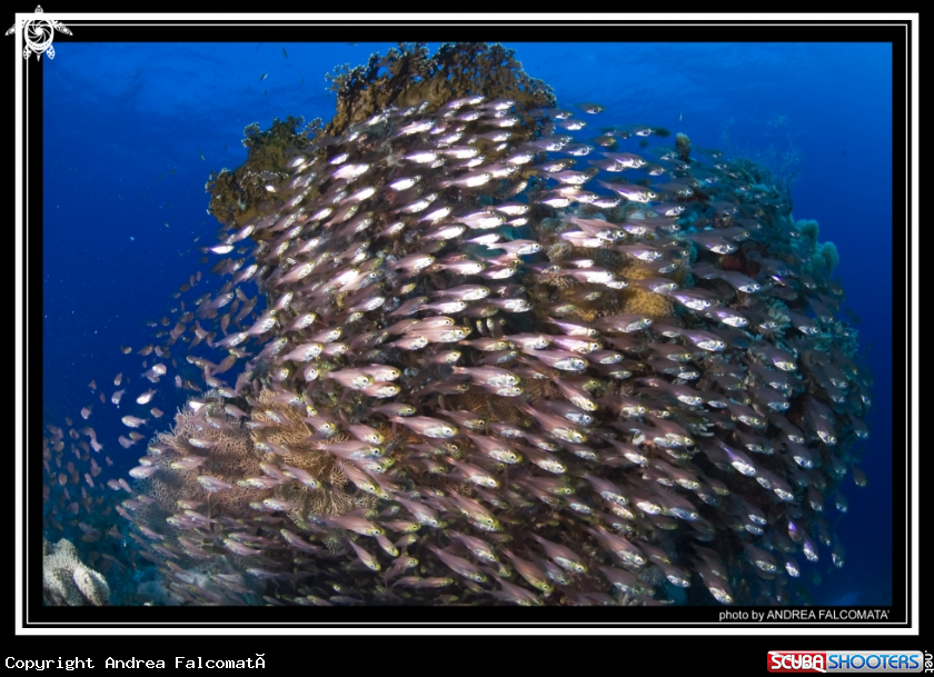 A Glash Fish