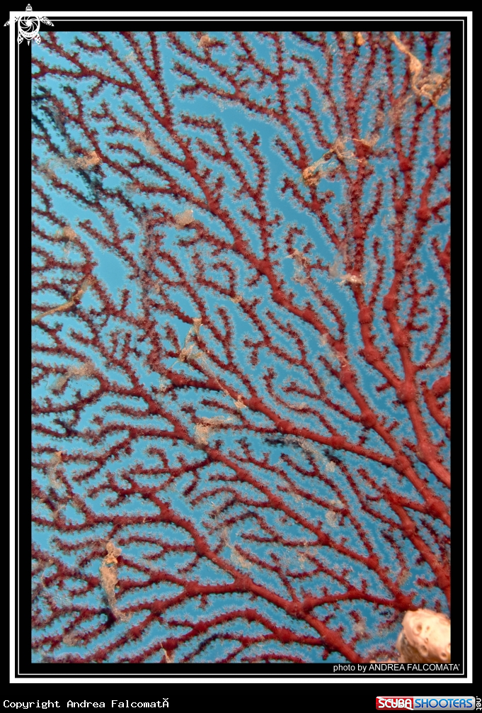 A Red Gorgonia