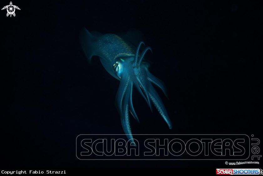 A underwater creature