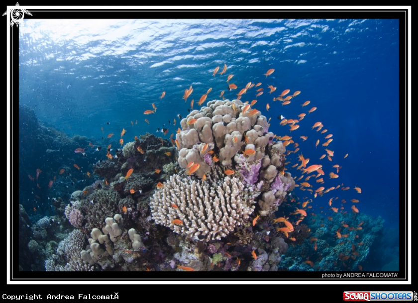 A rReef & Fish