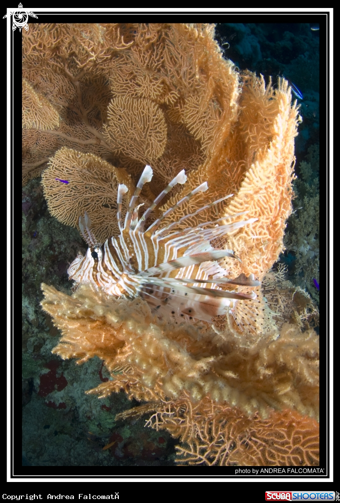 A Pesce Scorpione