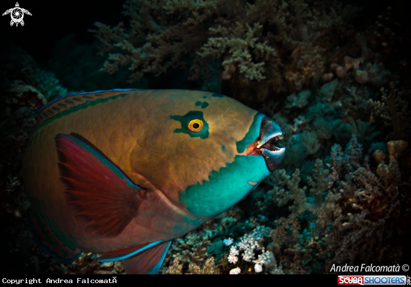 A Parrot Fish