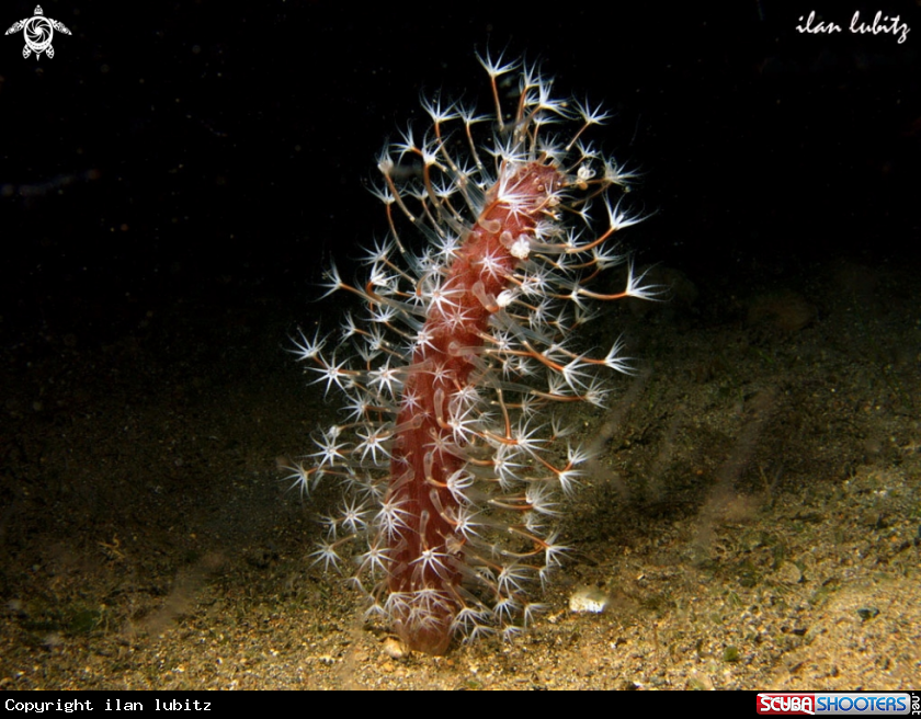 A sea pen