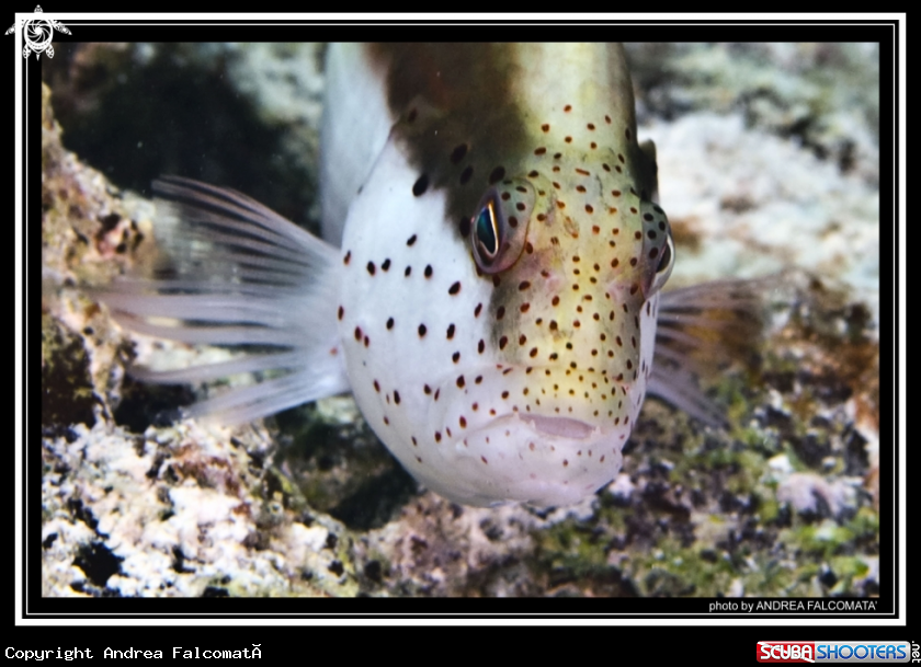 A Hawk Fish