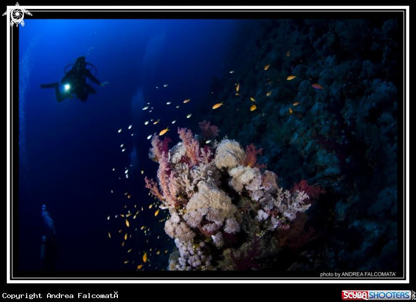 A Scuba Girl & Reef