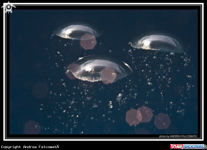 A Air Jellyfish