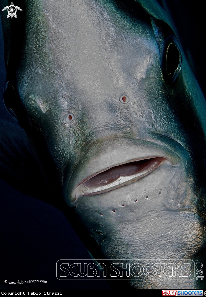 A Batfish