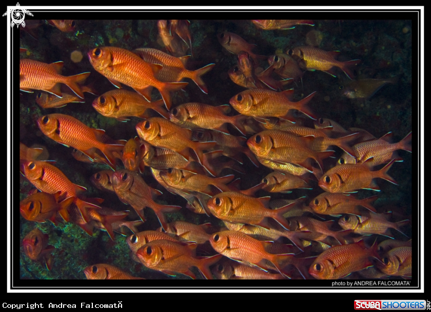 A Fish