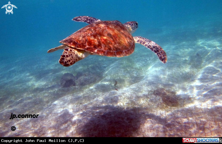 A Tortue Verte