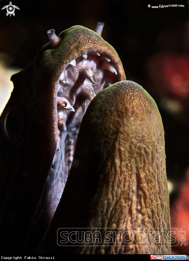 A Giant moray