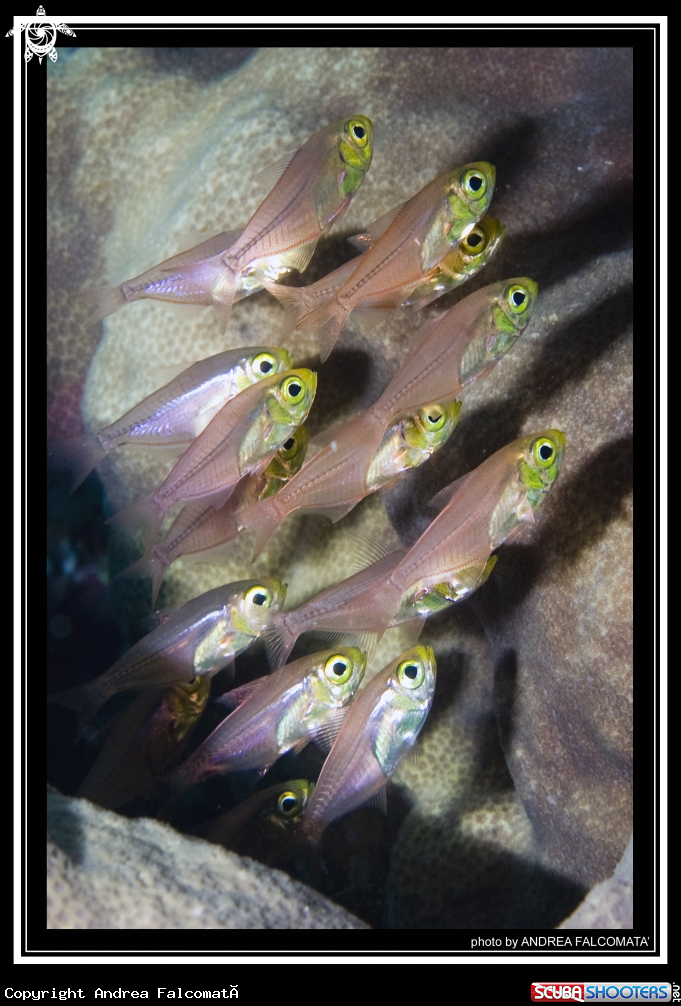 A Glash Fish