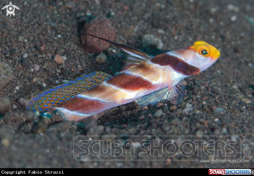 A underwater creature