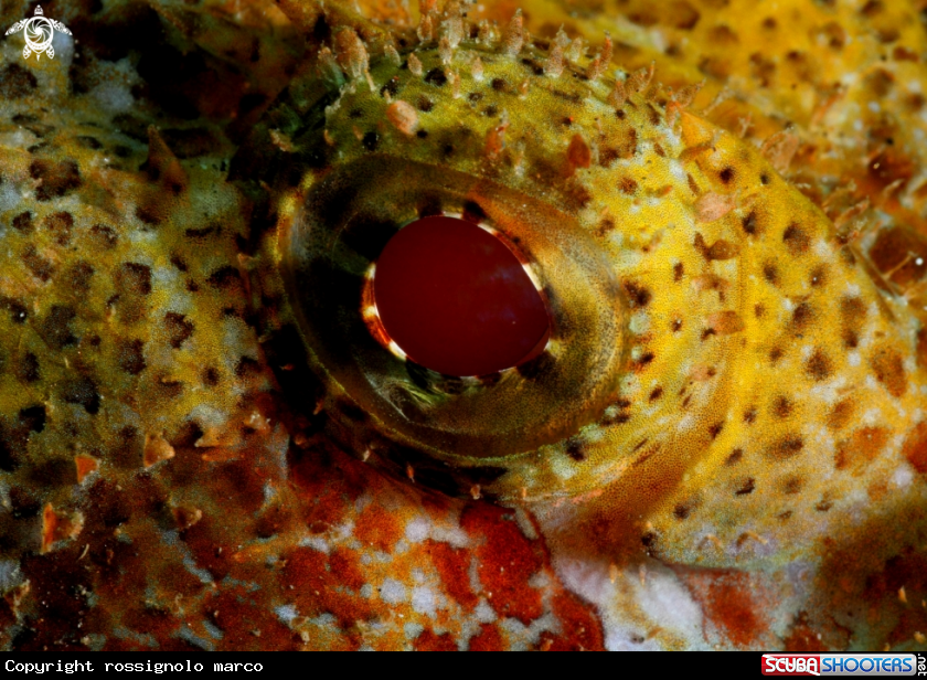 A pesce scorpione