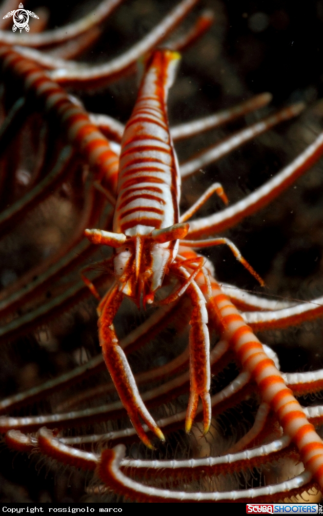 A Shrimp