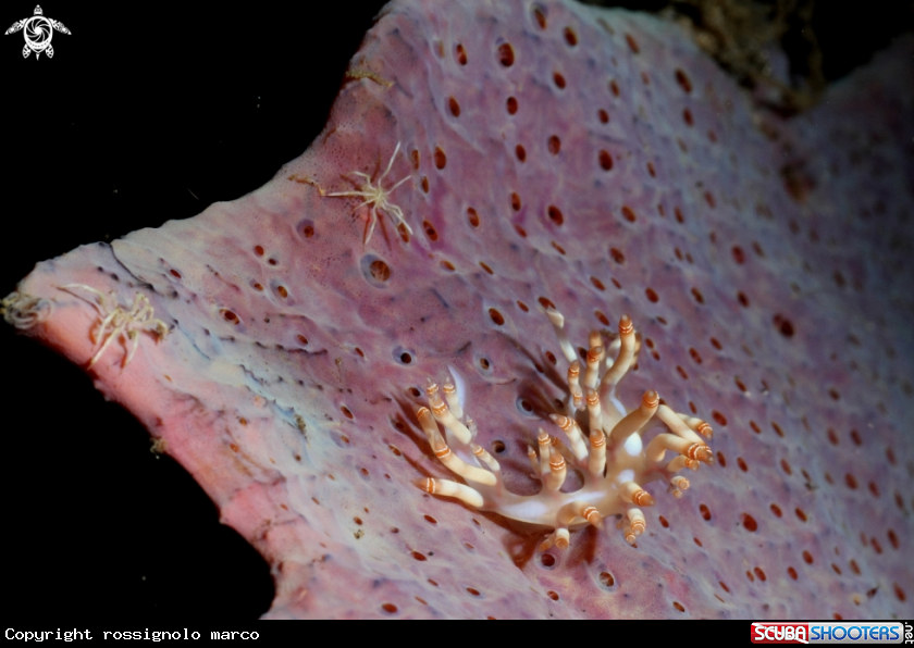 A Nudibranch and crabs