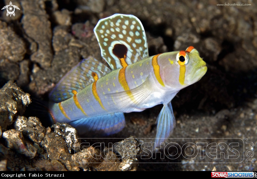 A underwater creature