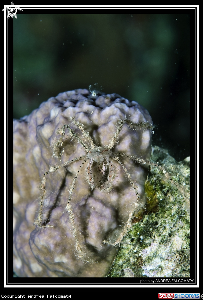 A Ghost Crab