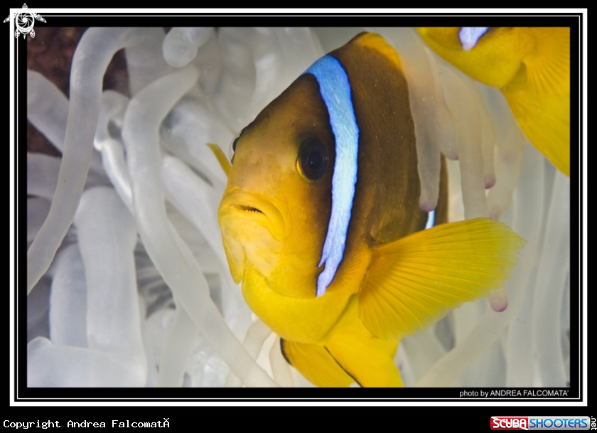 A clown fish