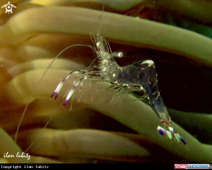 A shrimp