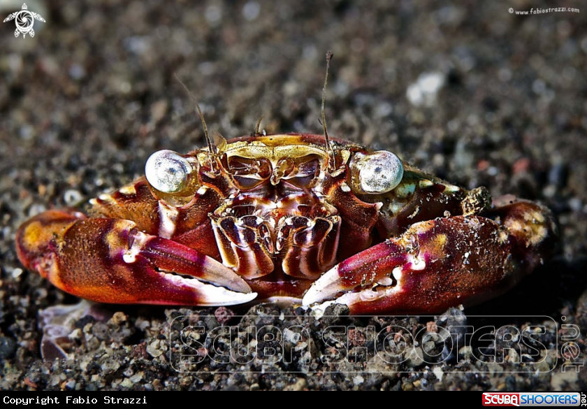 A underwater creature
