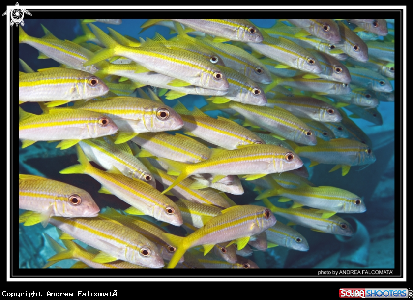 A fish