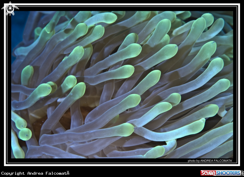 A Anemone