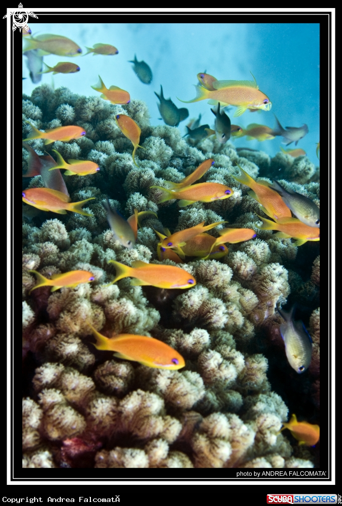 A anthias