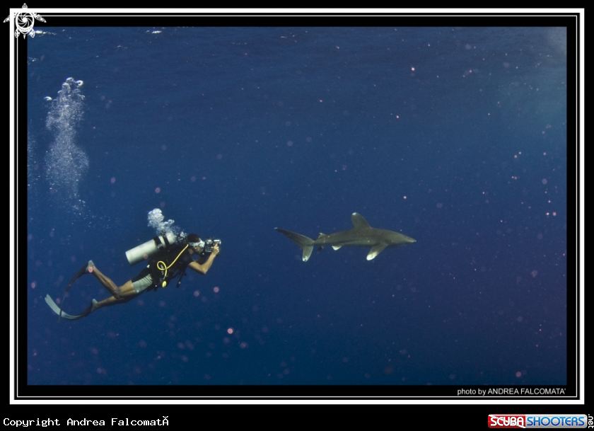 A shark