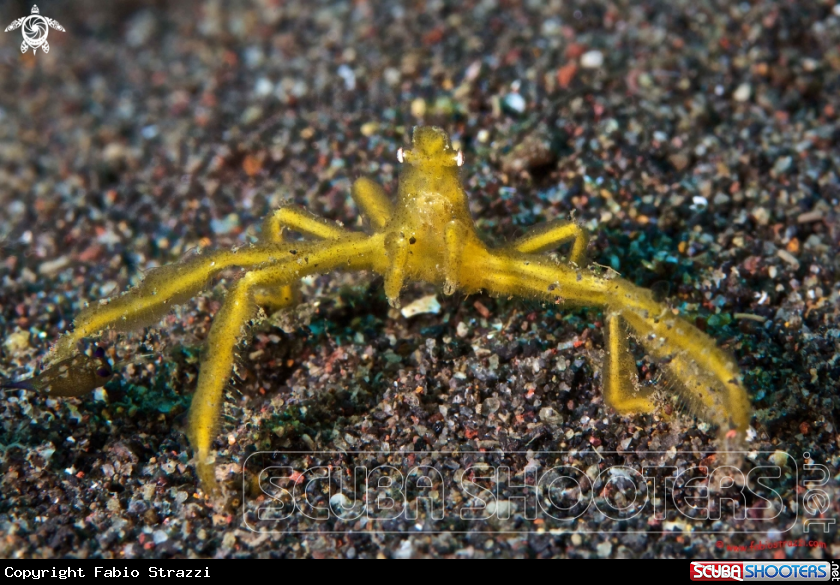 A underwater creature