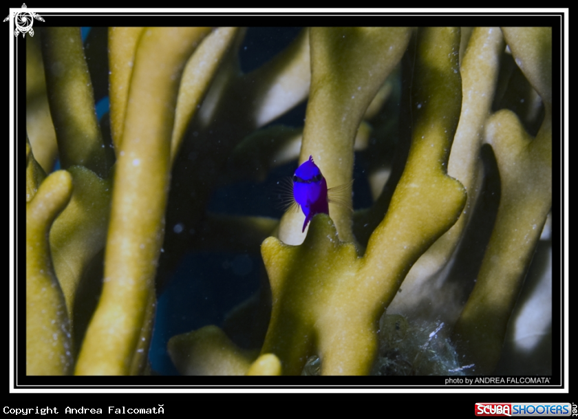 A Fish