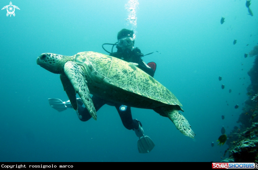 A Turtle